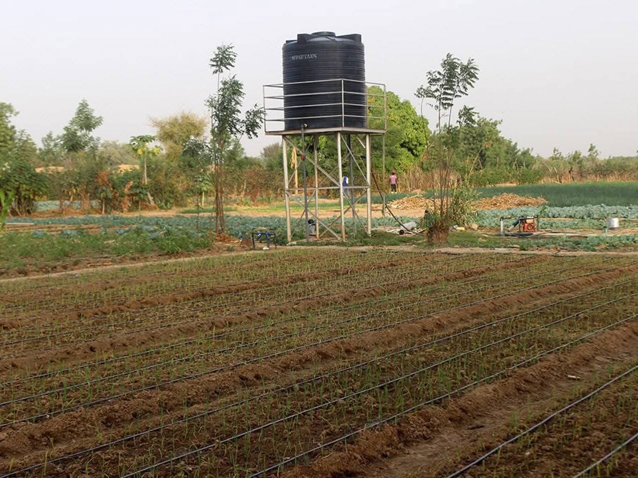 Irrigation goutte à goutte — Coopérative maraîchère du Nord